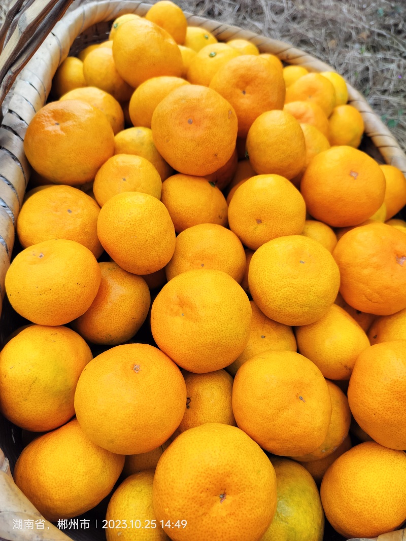 东江湖蜜桔大量上市皮薄多汁又化渣口感好糖度高
