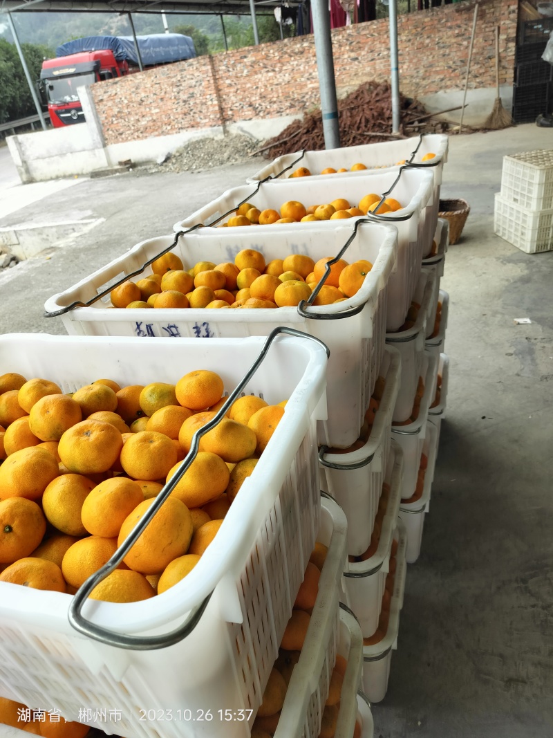 东江湖蜜桔大量上市皮薄多汁又化渣口感好糖度高