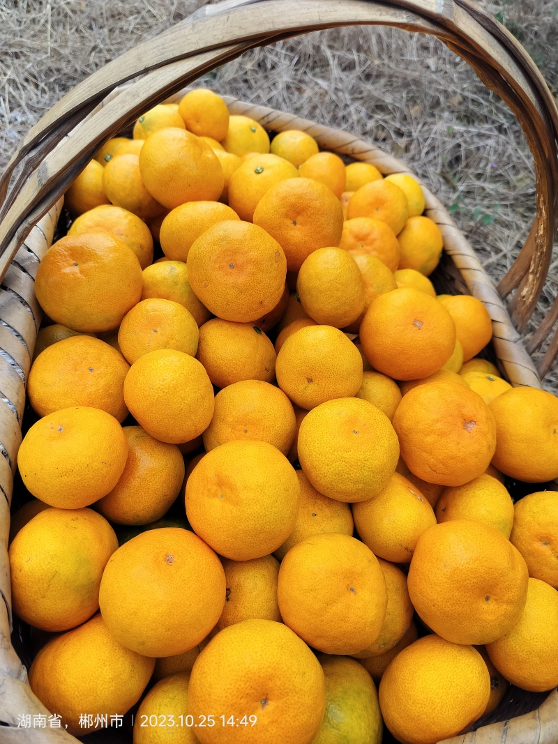 东江湖蜜桔大量上市皮薄多汁又化渣口感好糖度高