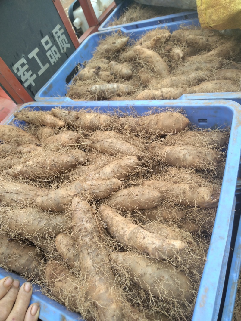 精品毛薯