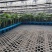 黄瓜苗基地直发存活率保障提供技术指导量大优惠