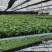 黄瓜苗基地直发存活率保障提供技术指导量大优惠