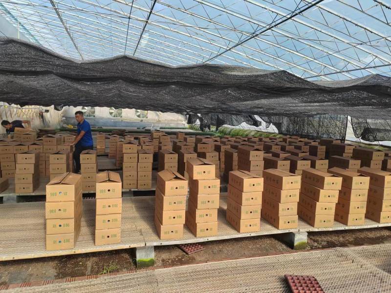 黄瓜苗基地直发存活率保障提供技术指导量大优惠