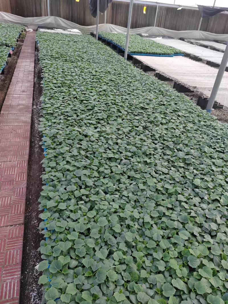 黄瓜苗基地直发存活率保障提供技术指导量大优惠