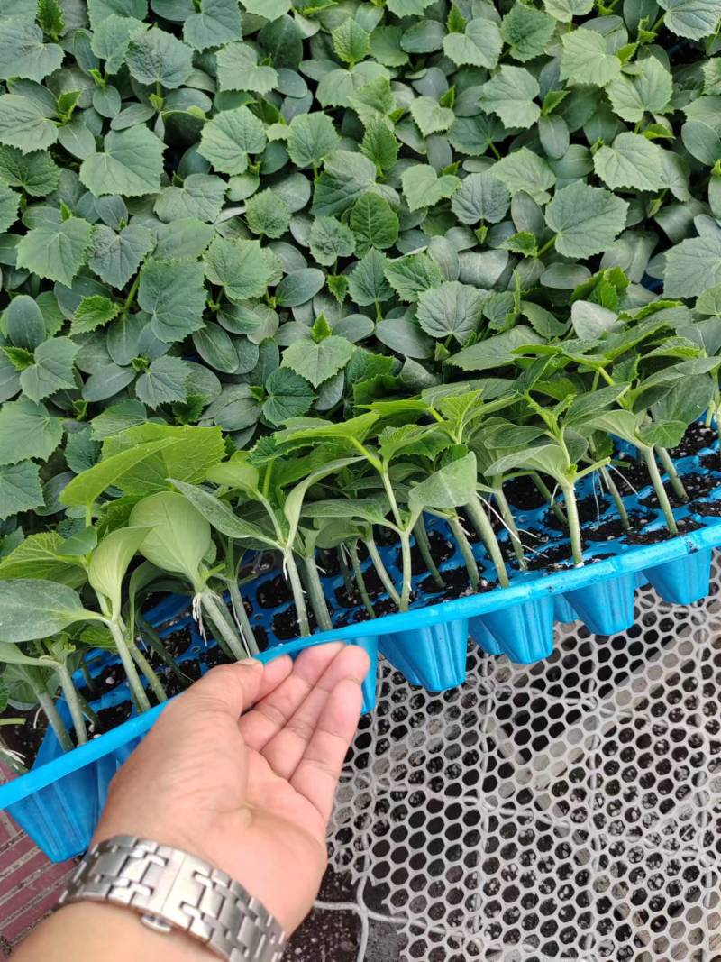 黄瓜苗基地直发存活率保障提供技术指导量大优惠