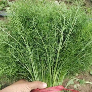 茴香大量出货保质保量产地直供视频看货