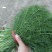 茴香大量出货保质保量产地直供视频看货