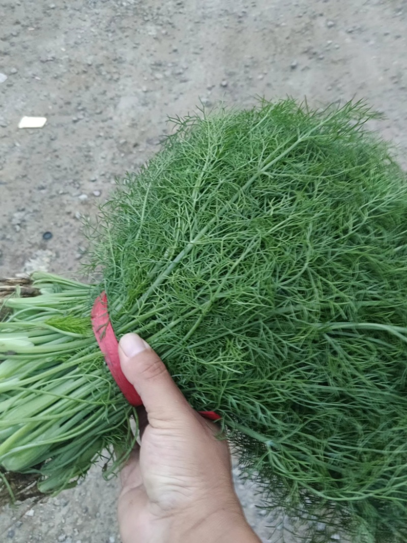 茴香大量出货保质保量产地直供视频看货