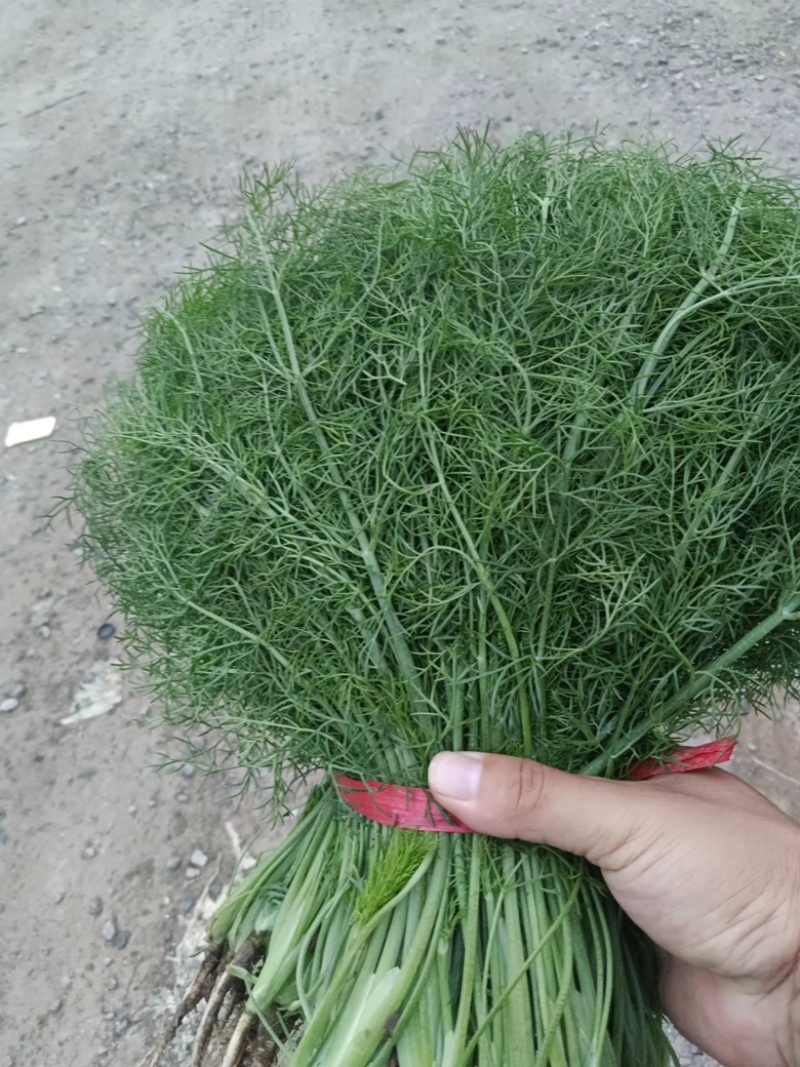 茴香大量出货保质保量产地直供视频看货