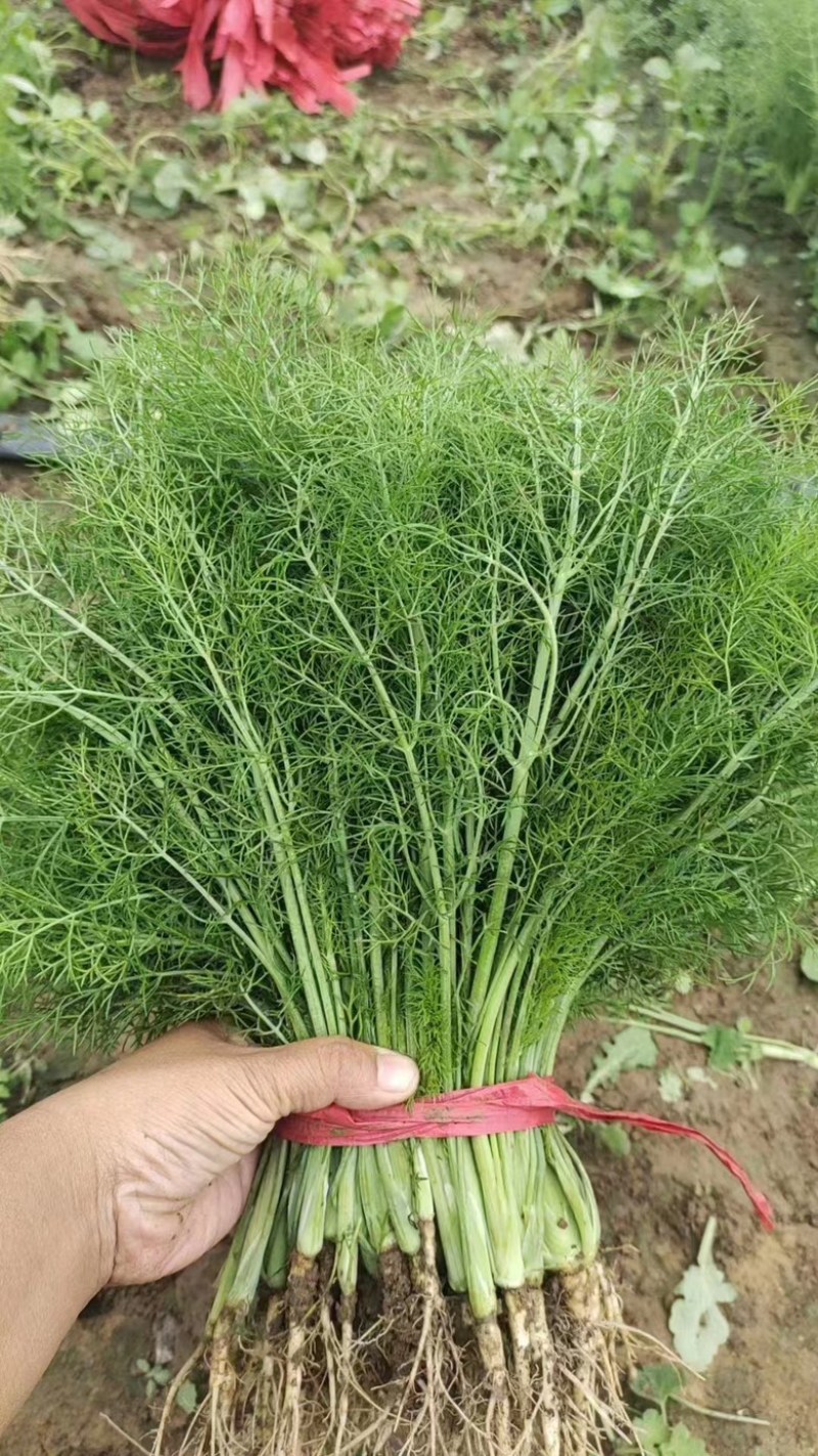 茴香大量出货保质保量产地直供视频看货
