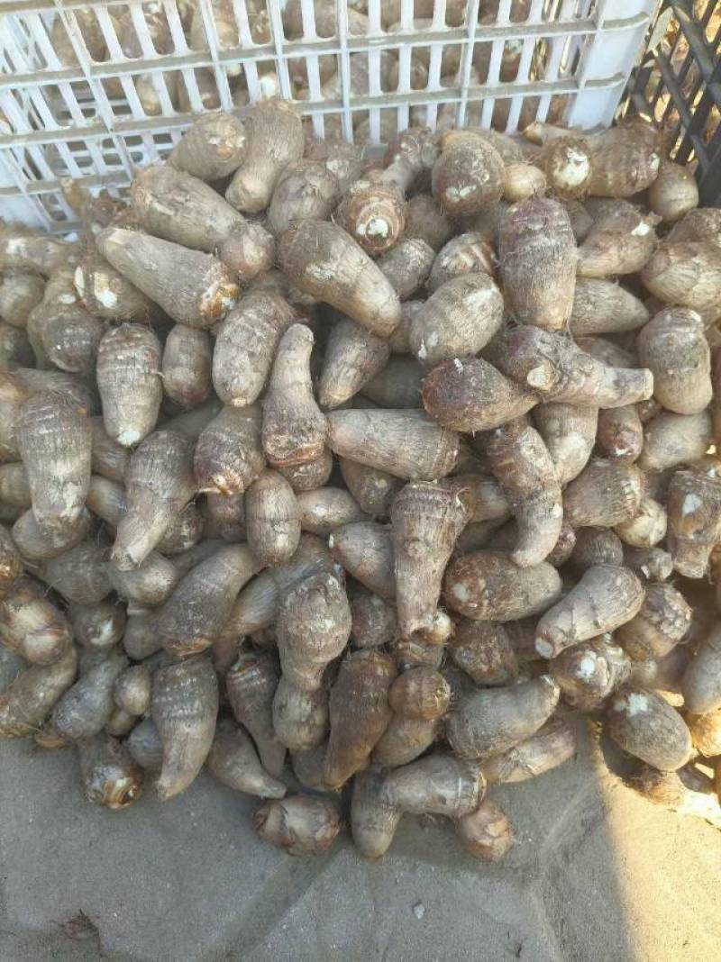 新鲜大连芋头，当地产地直供，甜脆可口，**特惠！