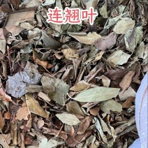 中药材连翘叶汉中连翘连翘叶晒干