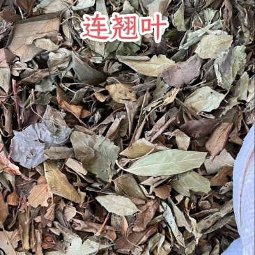 中药材连翘叶汉中连翘连翘叶晒干