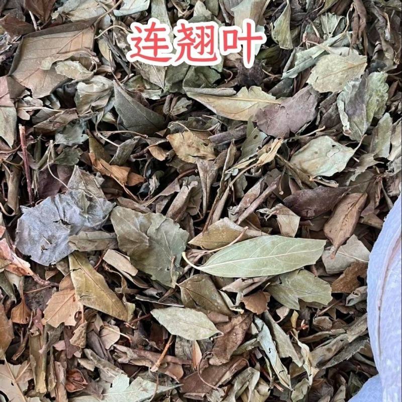 中药材连翘叶汉中连翘连翘叶晒干