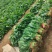 【推荐】菠菜大量出货千亩基地价格便宜视频看货