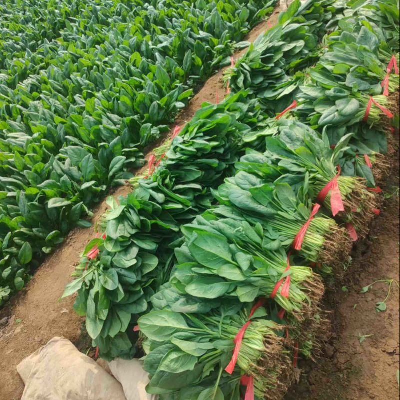 【推荐】菠菜大量出货千亩基地价格便宜视频看货
