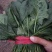 【推荐】菠菜大量出货千亩基地价格便宜视频看货