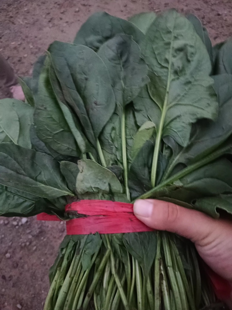 【推荐】菠菜大量出货千亩基地价格便宜视频看货