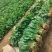 【推荐】菠菜大量出货千亩基地价格便宜视频看货