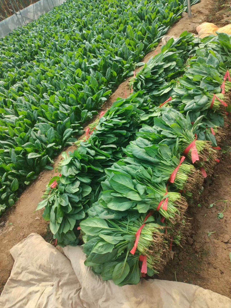 【推荐】菠菜大量出货千亩基地价格便宜视频看货
