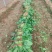 【推荐】菠菜大量出货千亩基地价格便宜视频看货