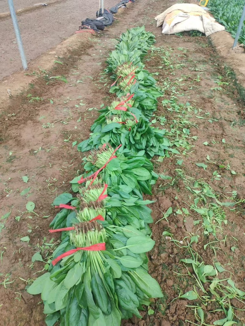 【推荐】菠菜大量出货千亩基地价格便宜视频看货