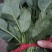 【推荐】菠菜大量出货千亩基地价格便宜视频看货
