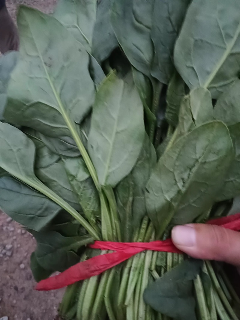【推荐】菠菜大量出货千亩基地价格便宜视频看货