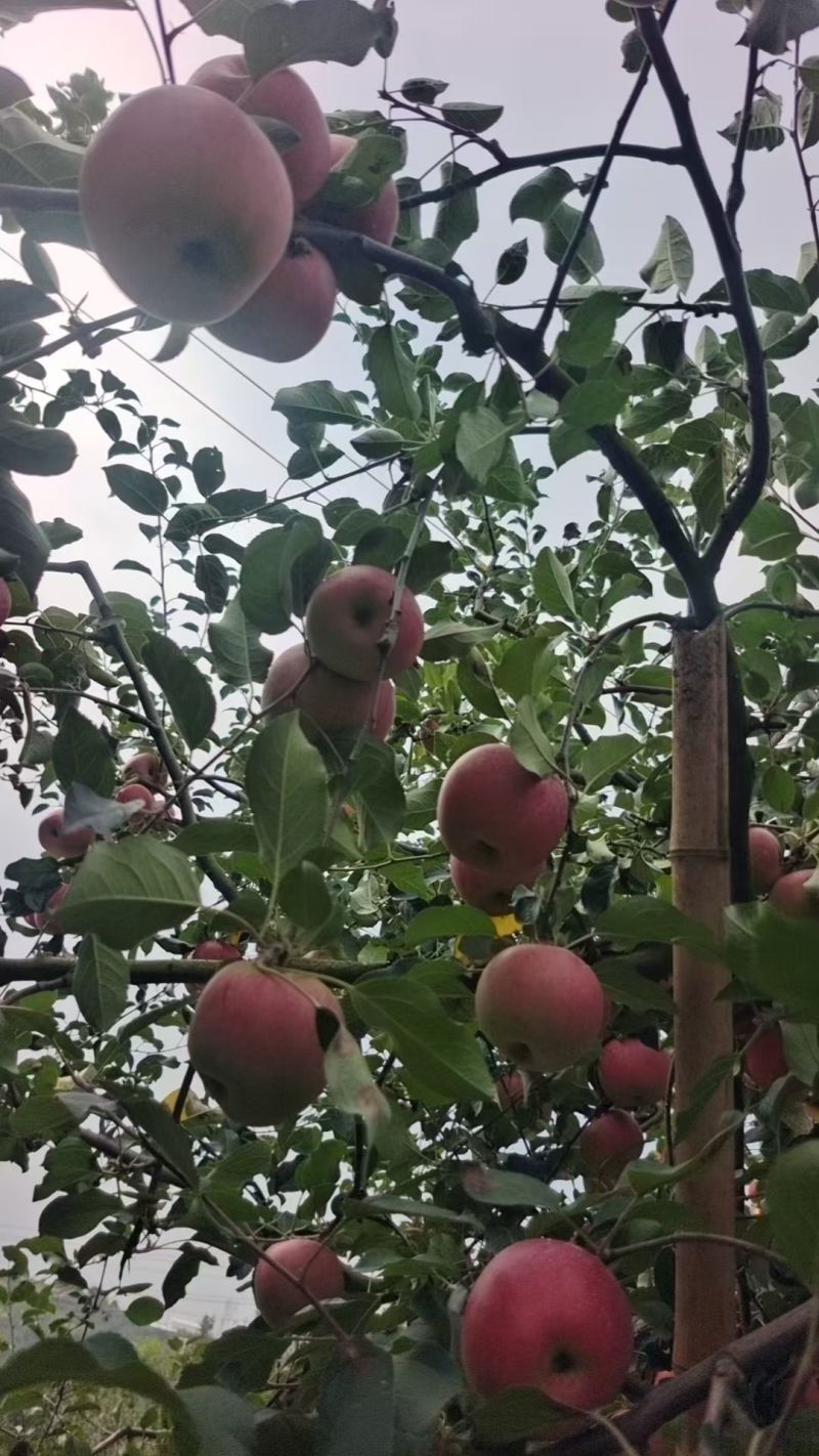 汉源糖苹果，甜，口感好，量大，价也便宜，有几千万斤，