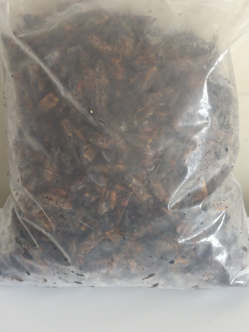 江苏蟋蟀养殖基地中药材蟋蟀宠物饲料蟋蟀规格齐全