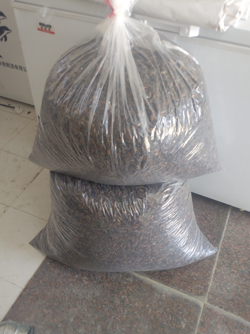 江苏蟋蟀养殖基地中药材蟋蟀宠物饲料蟋蟀规格齐全