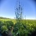 菊苣根和片。