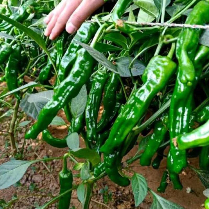 辣椒苗小邹皮邹邹皮辣椒苗，抗病品种，包邮免费技术指