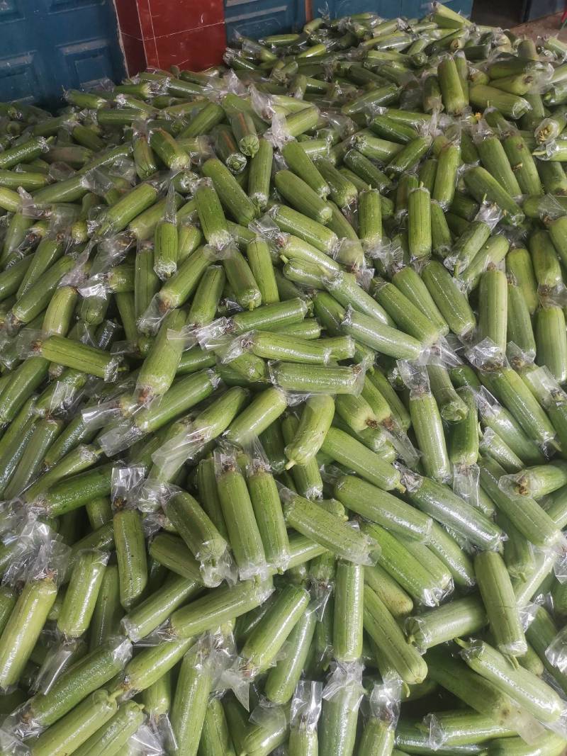 水丝瓜，合作社种植，质量保证，价格合理欢迎合作共赢