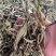 茄子条