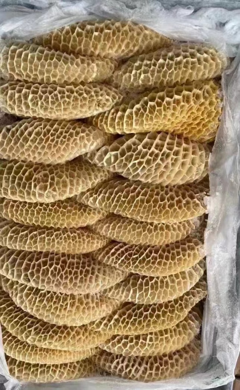 金钱肚新鲜冷冻商用半成品牛肚蜂窝肚火锅食材生鲜牛肚