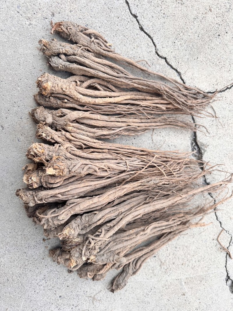 【甘肃岷县无硫水洗当归】产地直发保质保量假一赔十