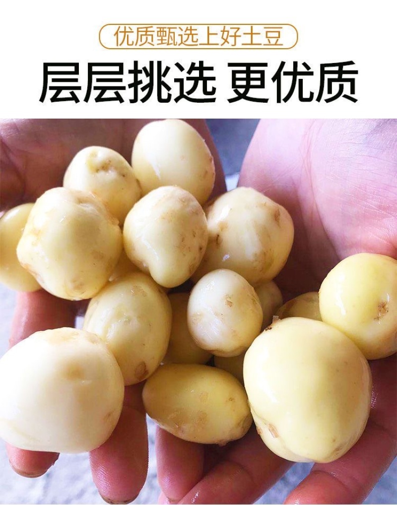 恩施小土豆马尔科