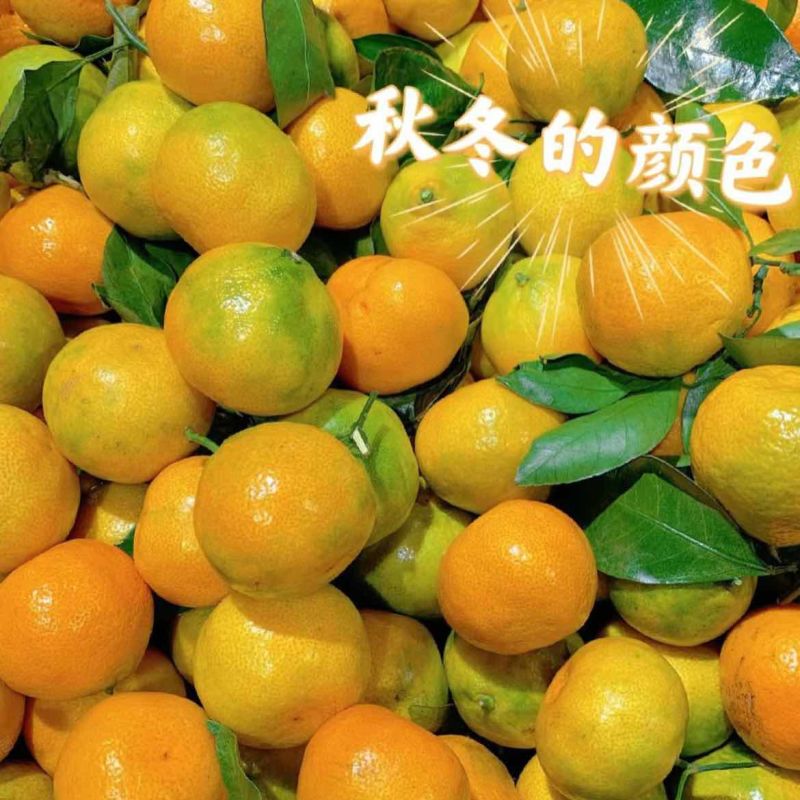 蜜橘湖北蜜橘大量供应皮薄多汁产地直发欢迎来电咨询