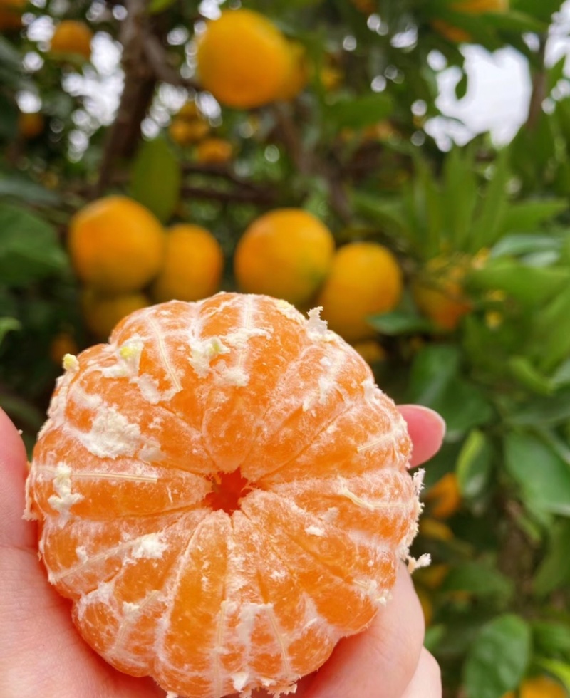 蜜橘湖北蜜橘大量供应皮薄多汁产地直发欢迎来电咨询