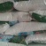 红薯淀粉无任何添加剂厂家直发品质保障量大优惠