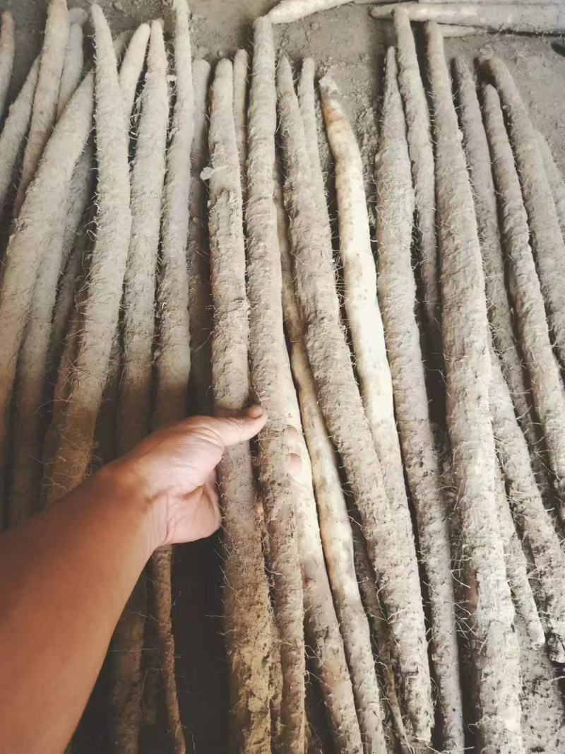河南紫药/各种品种山药货源充足/对接电商超市