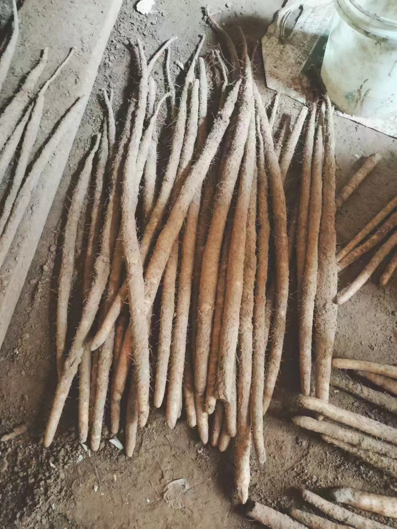 河南紫药/各种品种山药货源充足/对接电商超市