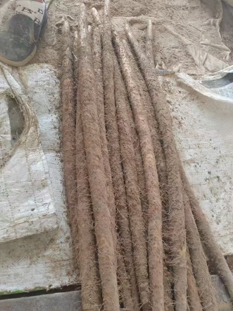 河南紫药/各种品种山药货源充足/对接电商超市