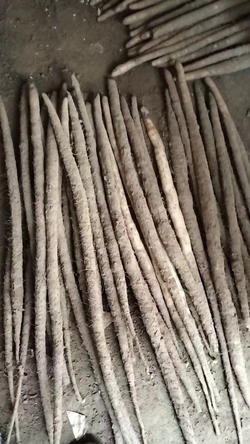 河南紫药/各种品种山药货源充足/对接电商超市