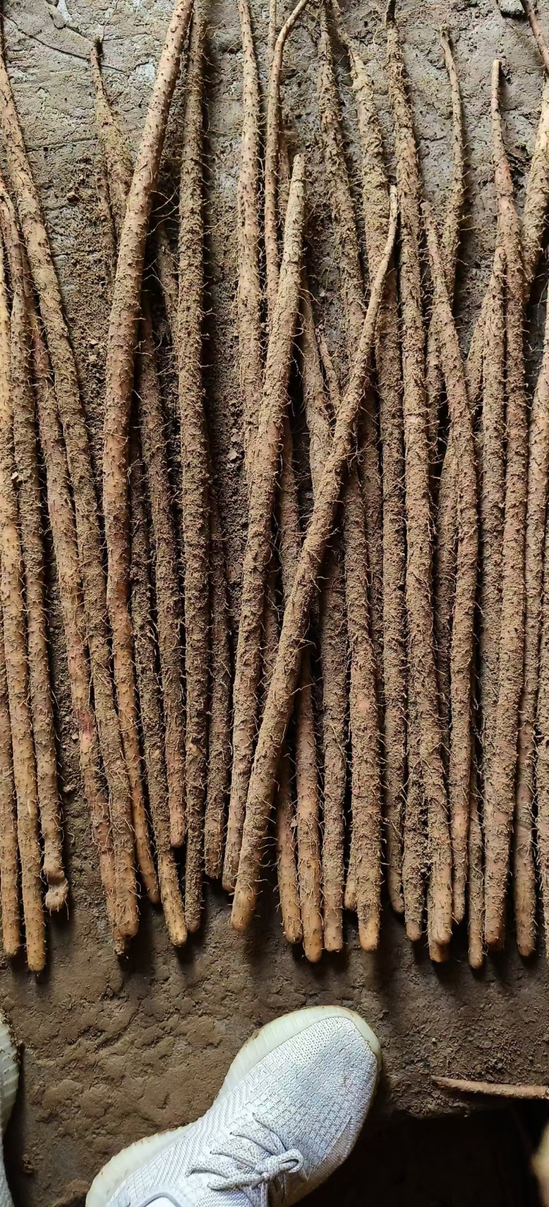 河南紫药/各种品种山药货源充足/对接电商超市