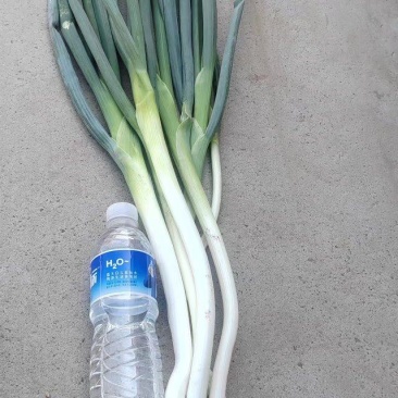 长白葱大量供应