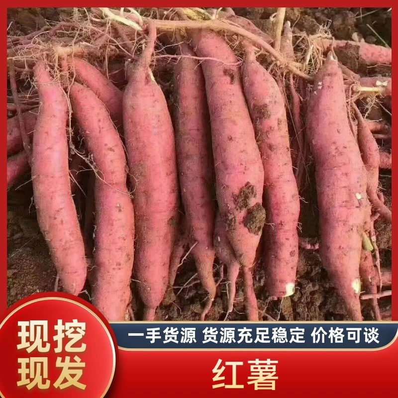 运城市夏县一支香，秦薯五号，板栗红薯，干面甜。长期供应