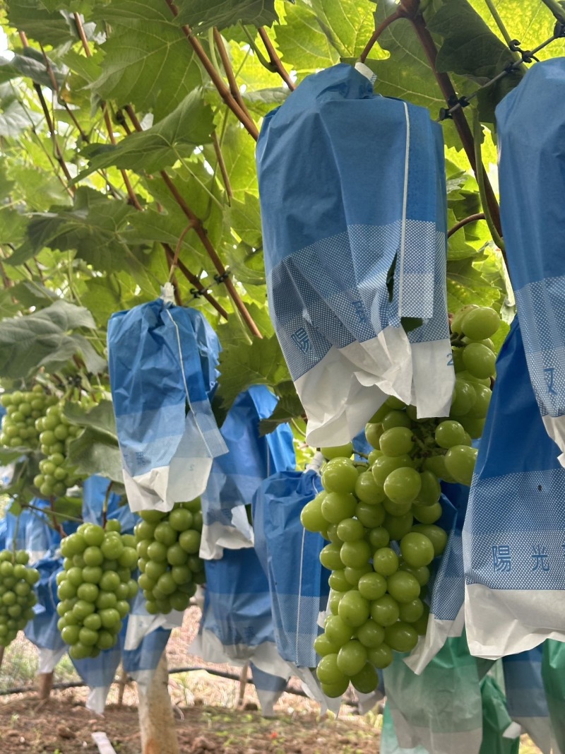 又脆又甜特級阳光玫瑰｜自带一股淡淡玫瑰清香～皮薄