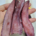 金海菇云南昆明海底菇台湾美食金霖金海菇金海